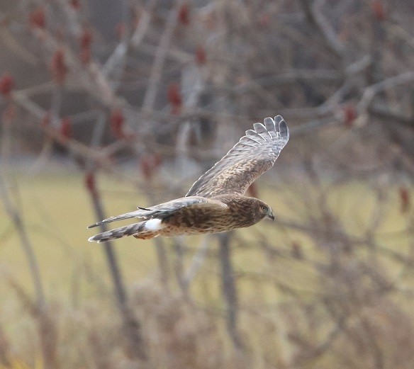 moták severoamerický - ML645890568