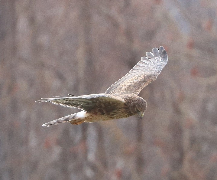 moták severoamerický - ML645890569