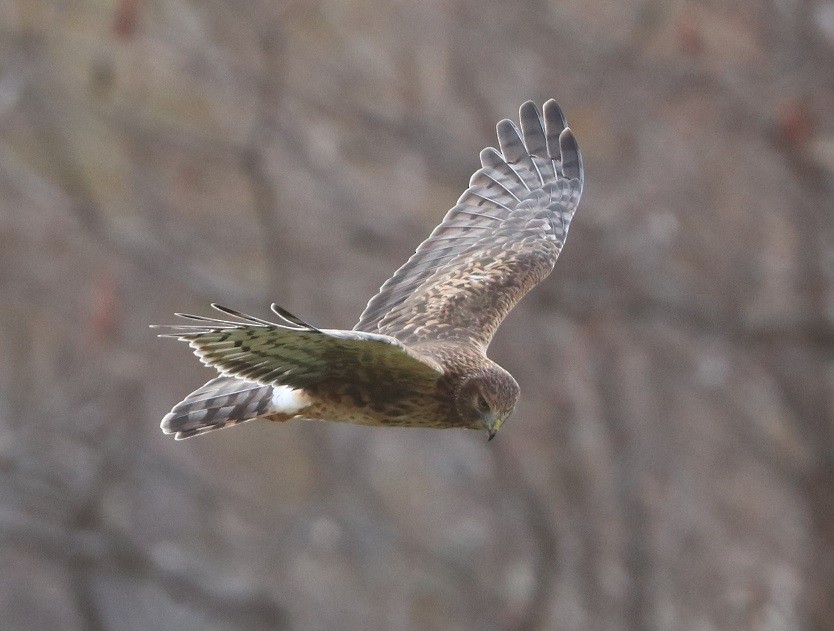 moták severoamerický - ML645890570