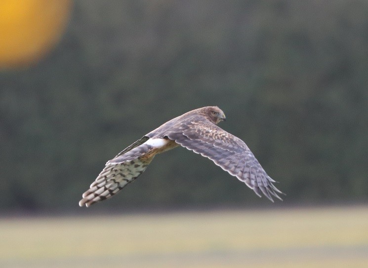 moták severoamerický - ML645890571