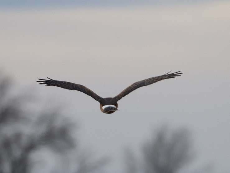 moták severoamerický - ML645890572