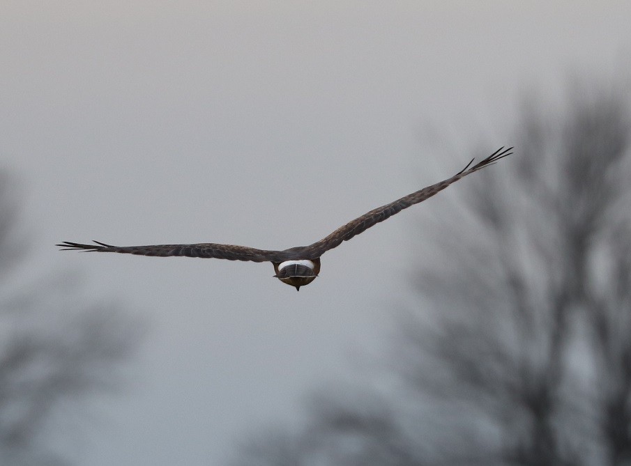 moták severoamerický - ML645890573