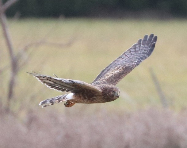 moták severoamerický - ML645890575