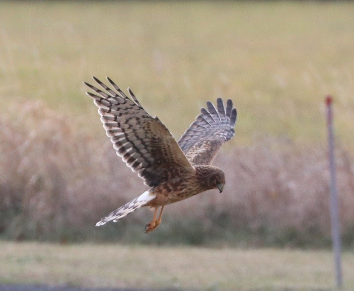 moták severoamerický - ML645890576