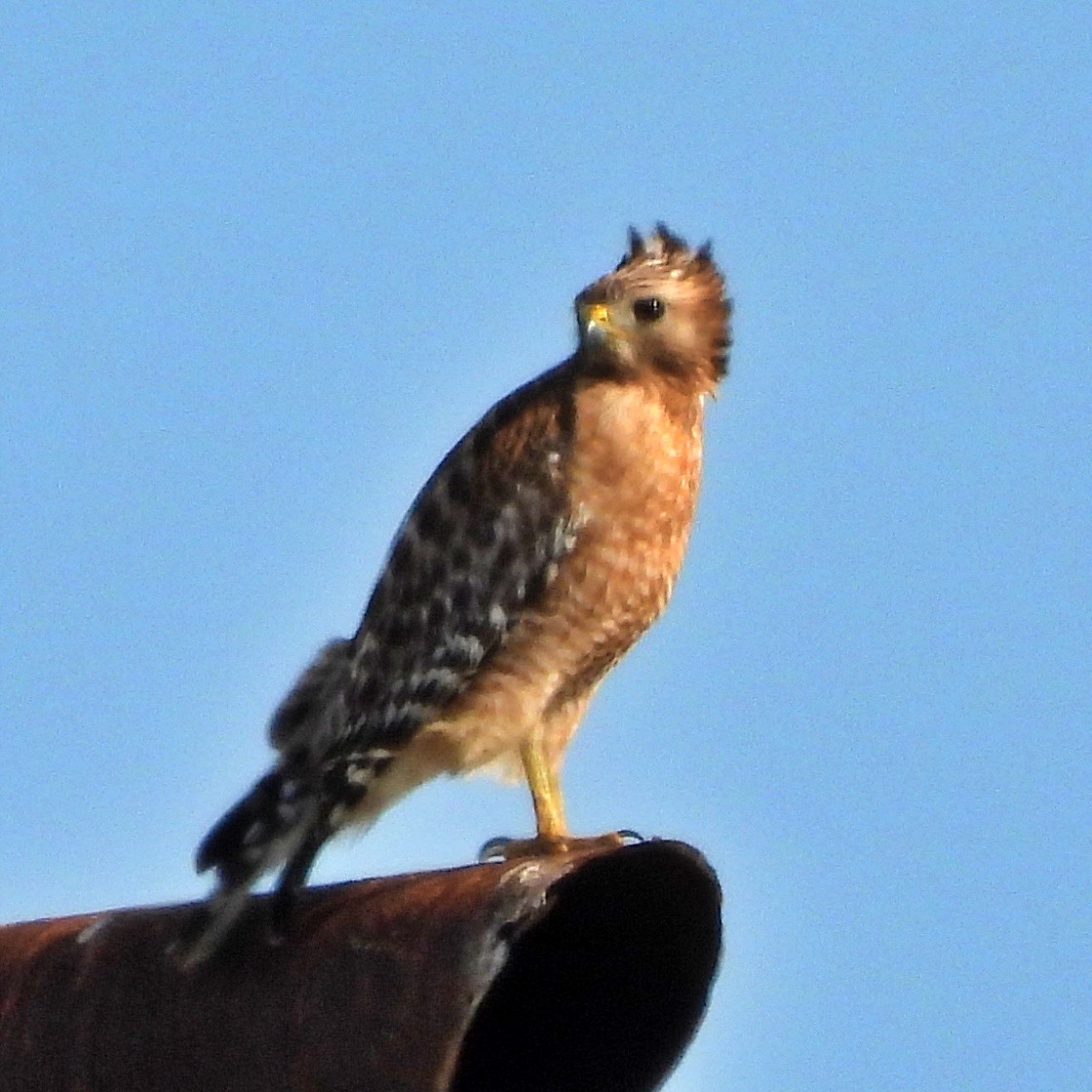 Red-shouldered Hawk - ML645890586