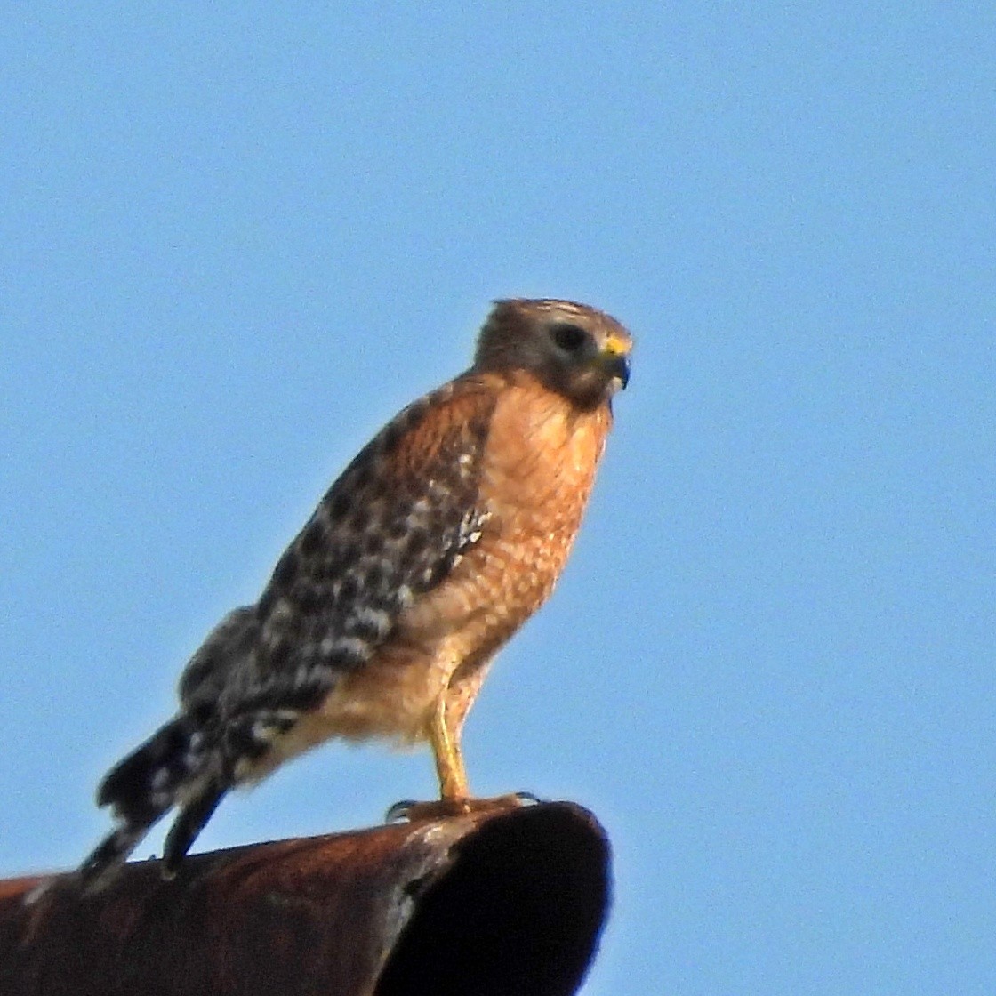 Red-shouldered Hawk - ML645890587