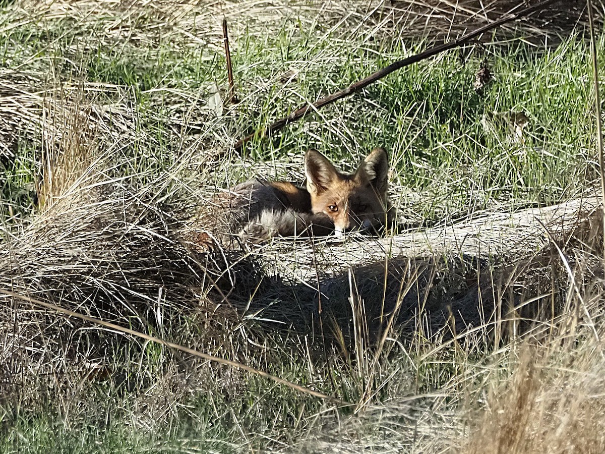 Iberian Red Fox - ML645890609