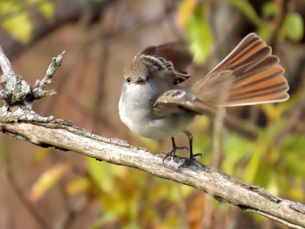Ash-throated Flycatcher - ML645890614