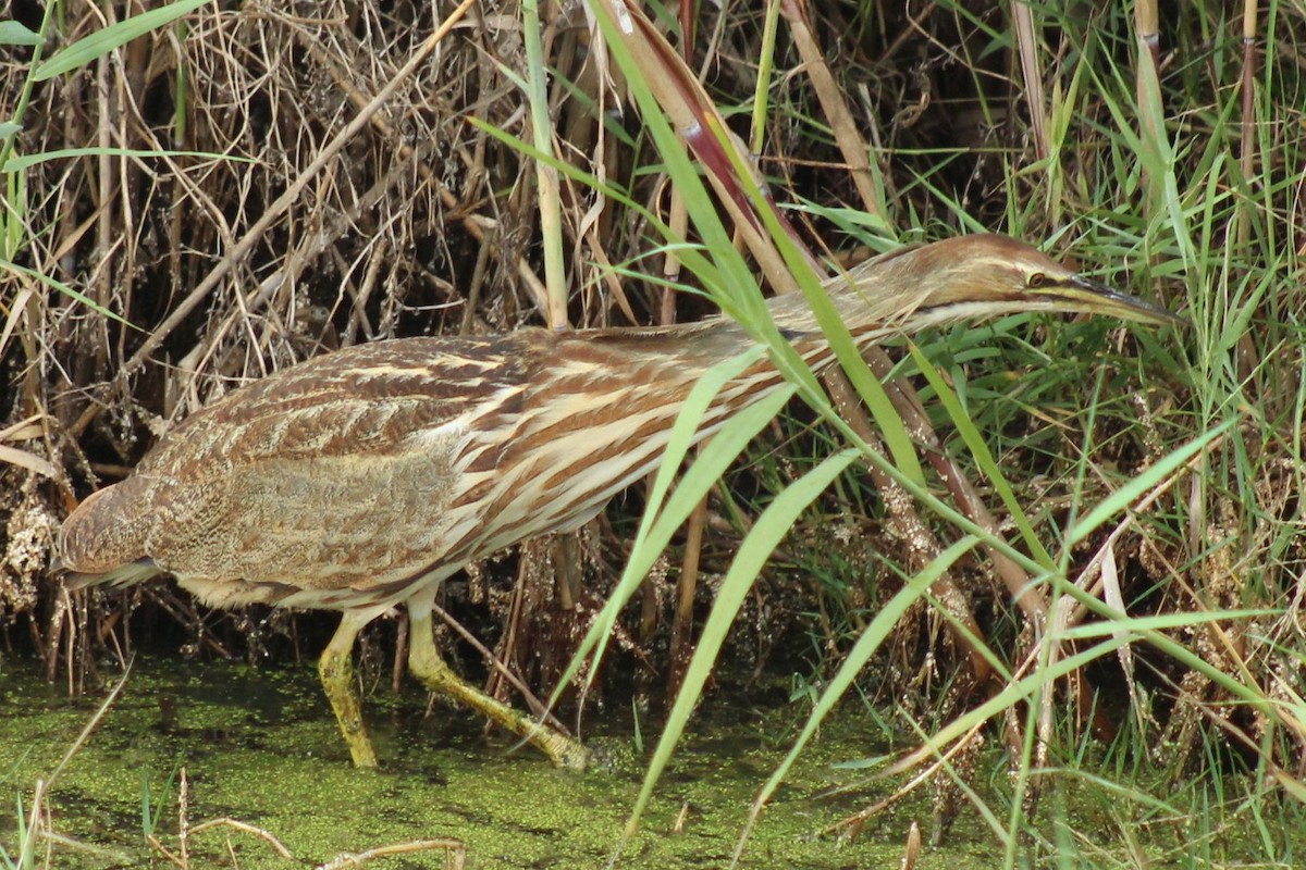 Amerika Balabanı - ML645890615