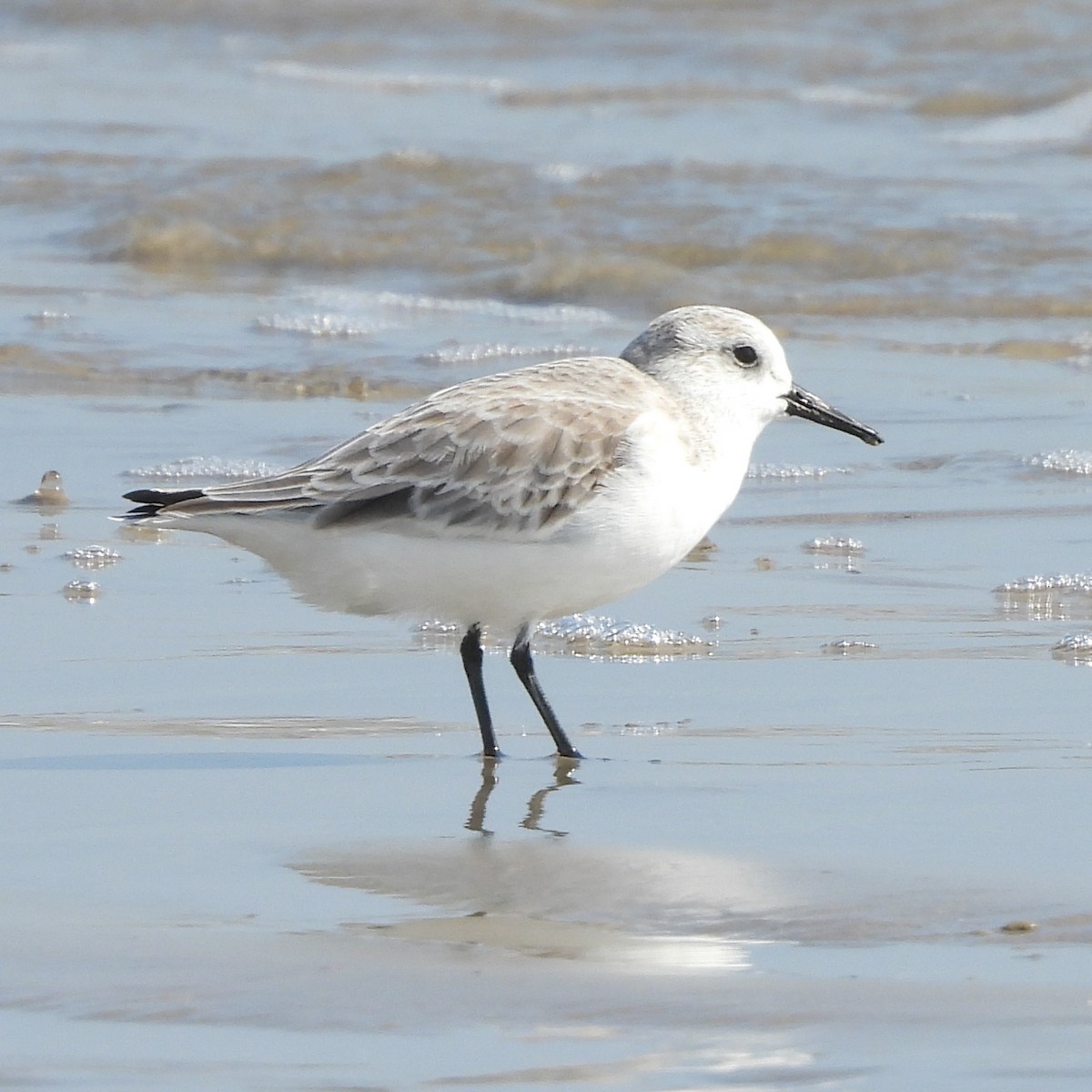 Sanderling - ML645890622