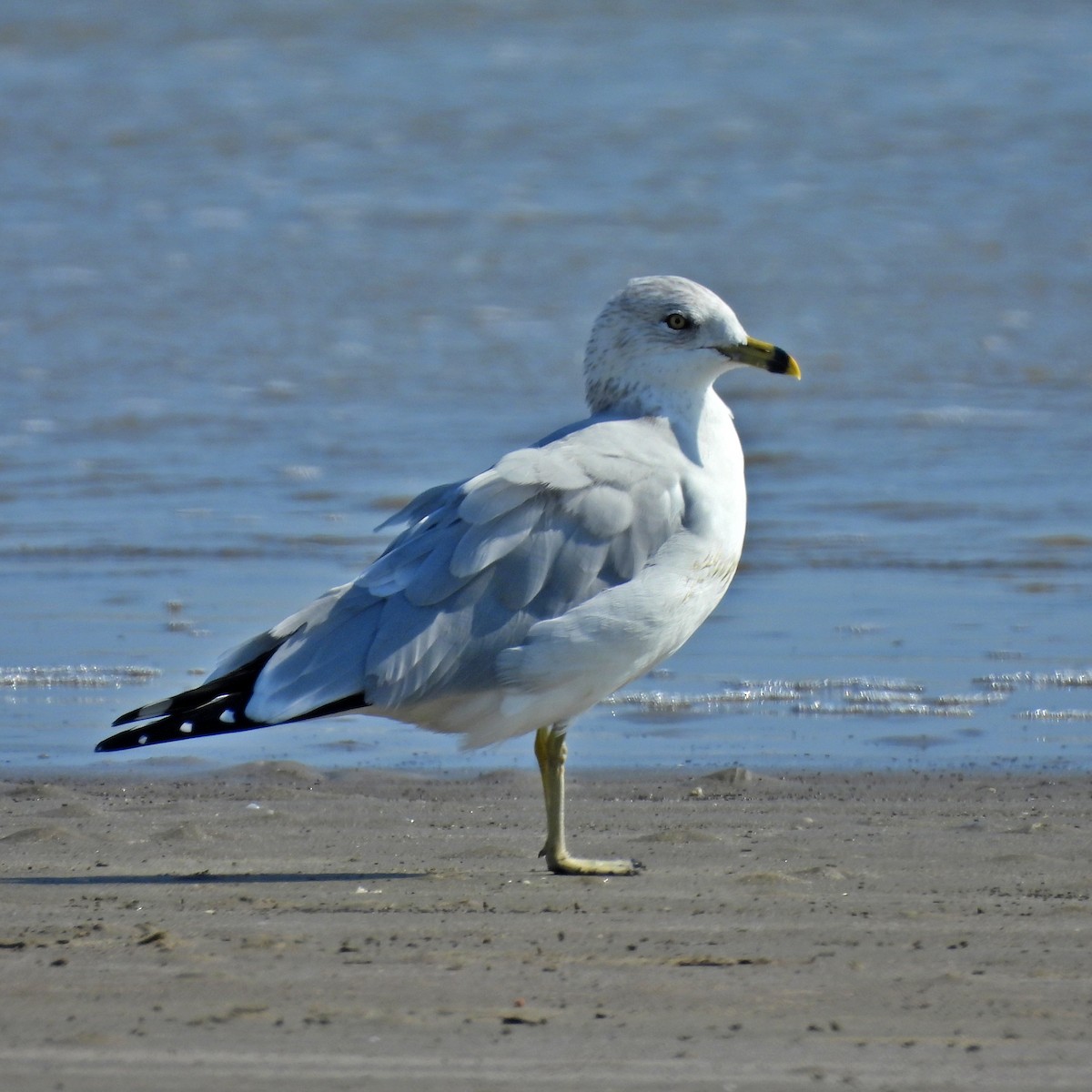 Ring-billed Gull - ML645890626