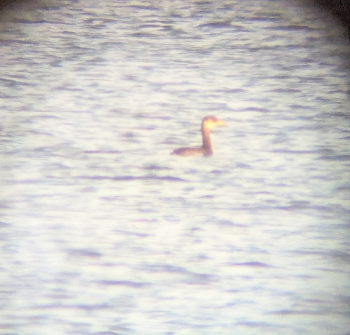 Somormujo Cuellirrojo - ML645890630