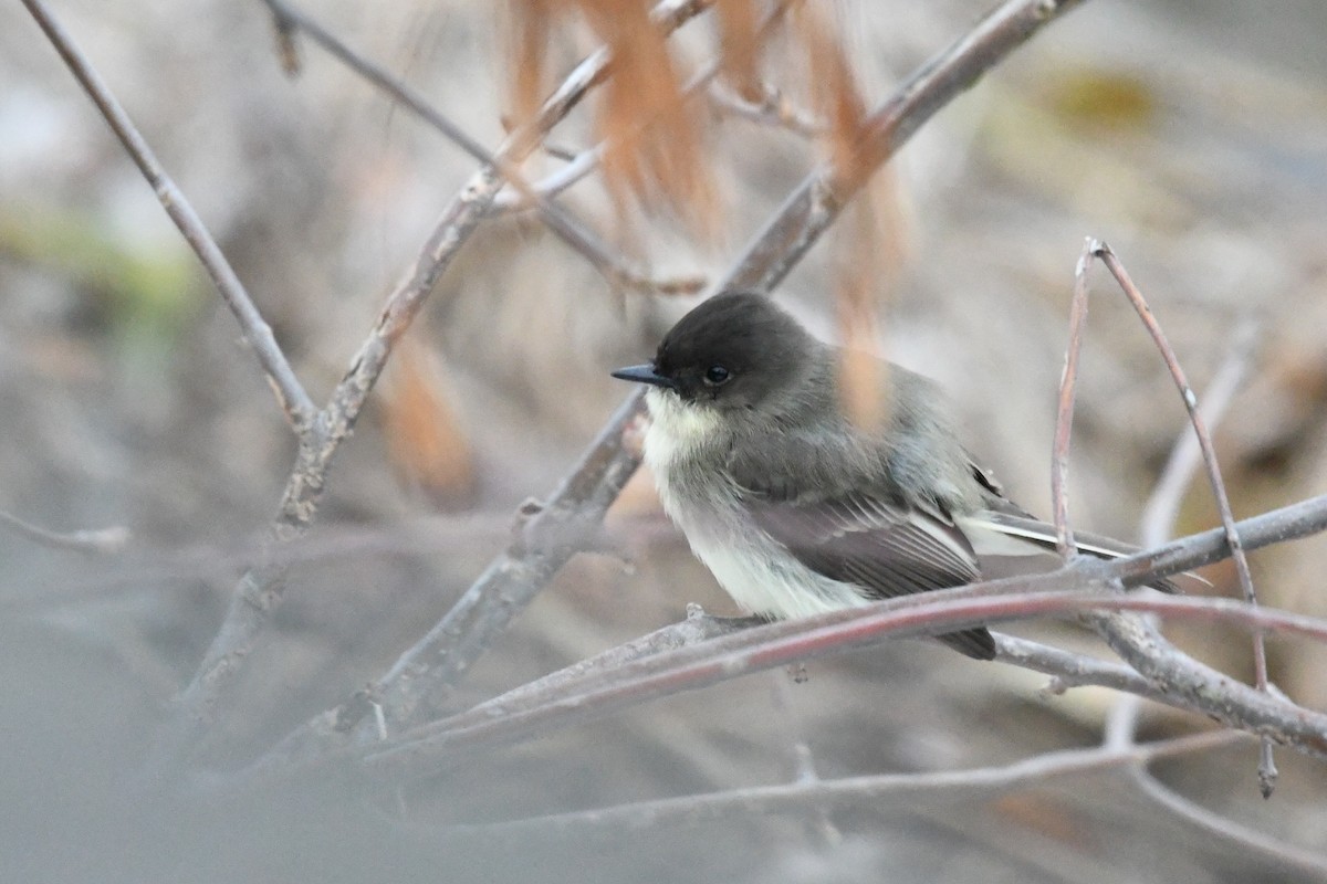 Eastern Phoebe - ML645890631