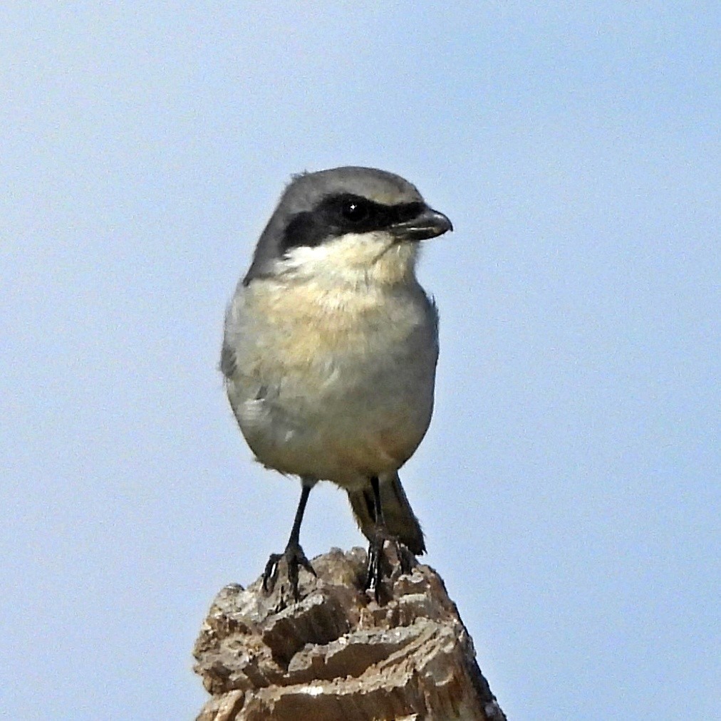 Loggerhead Shrike - ML645890639