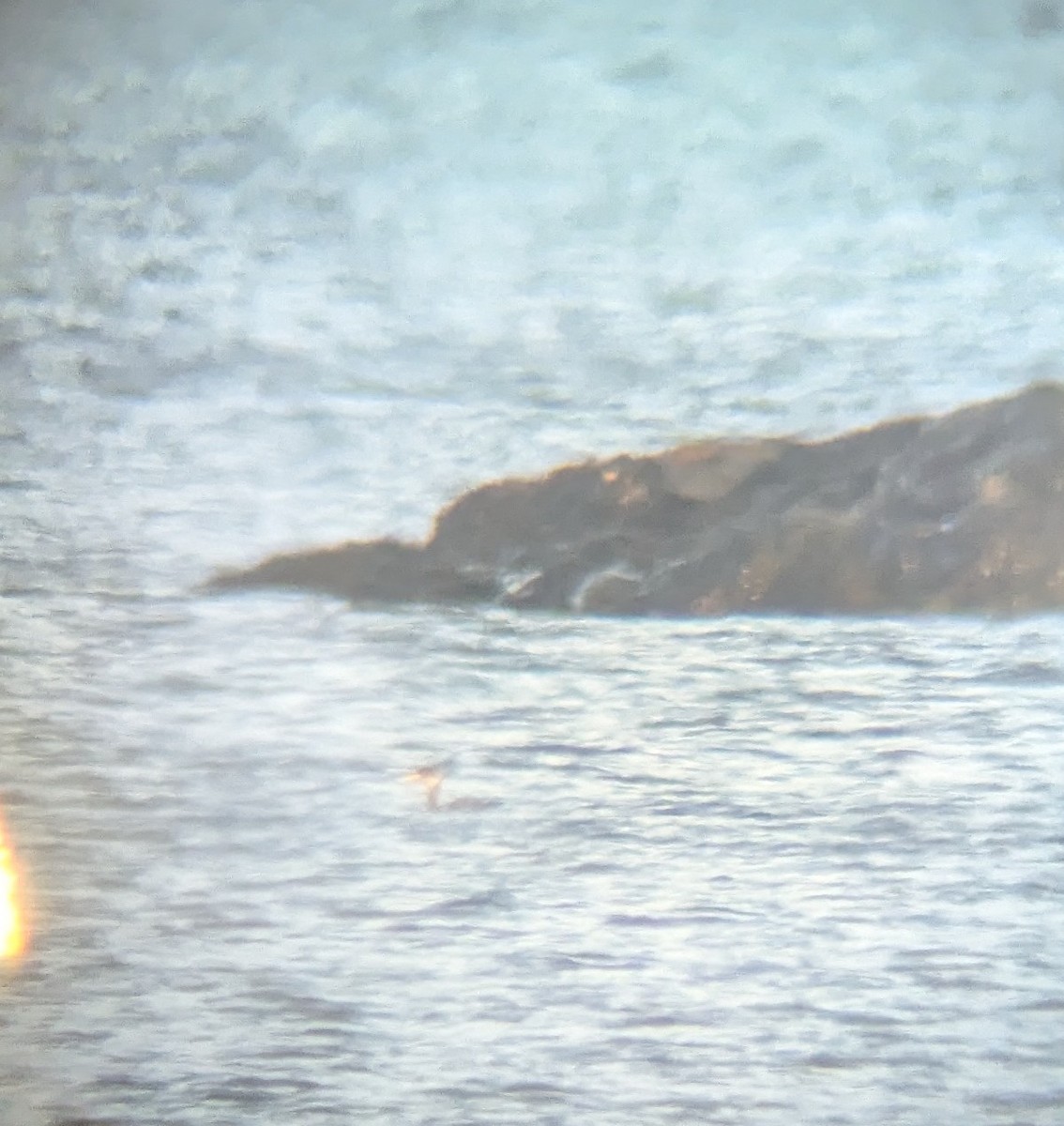 Somormujo Cuellirrojo - ML645890640