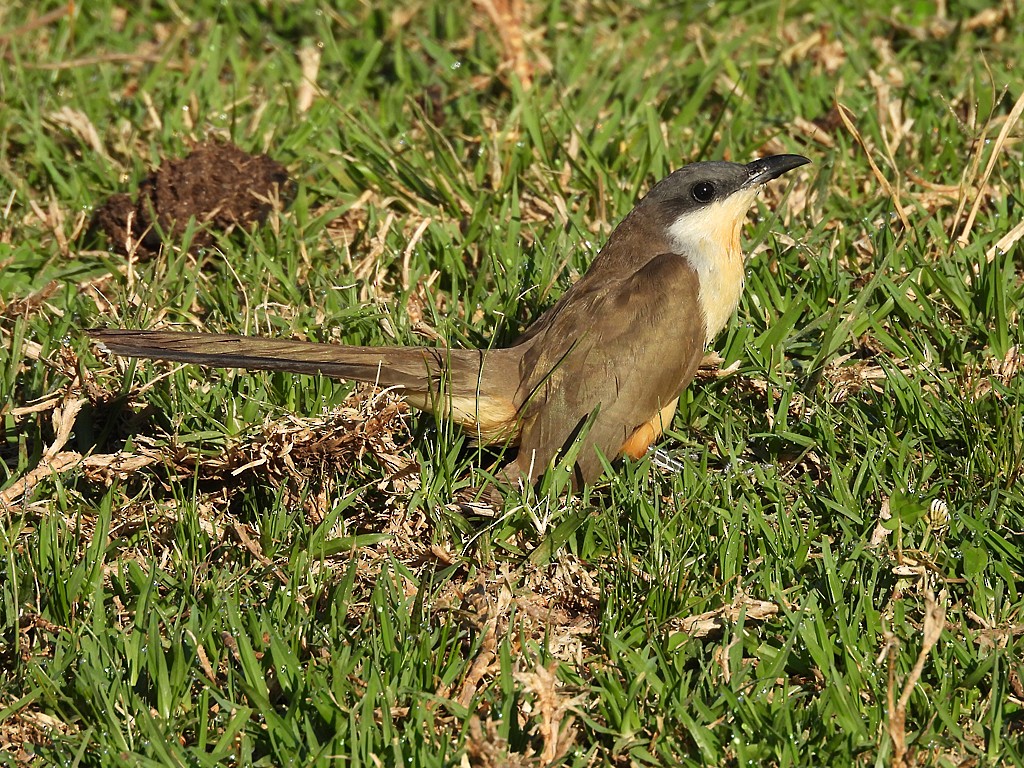 Галапагосская пиайя - ML645890642