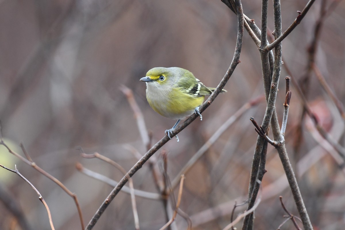 White-eyed Vireo - ML645890643