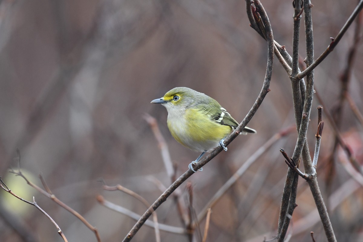White-eyed Vireo - ML645890644