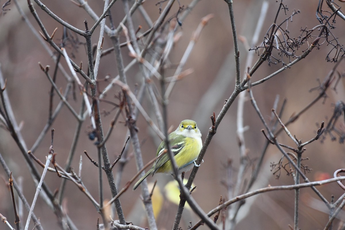 White-eyed Vireo - ML645890645