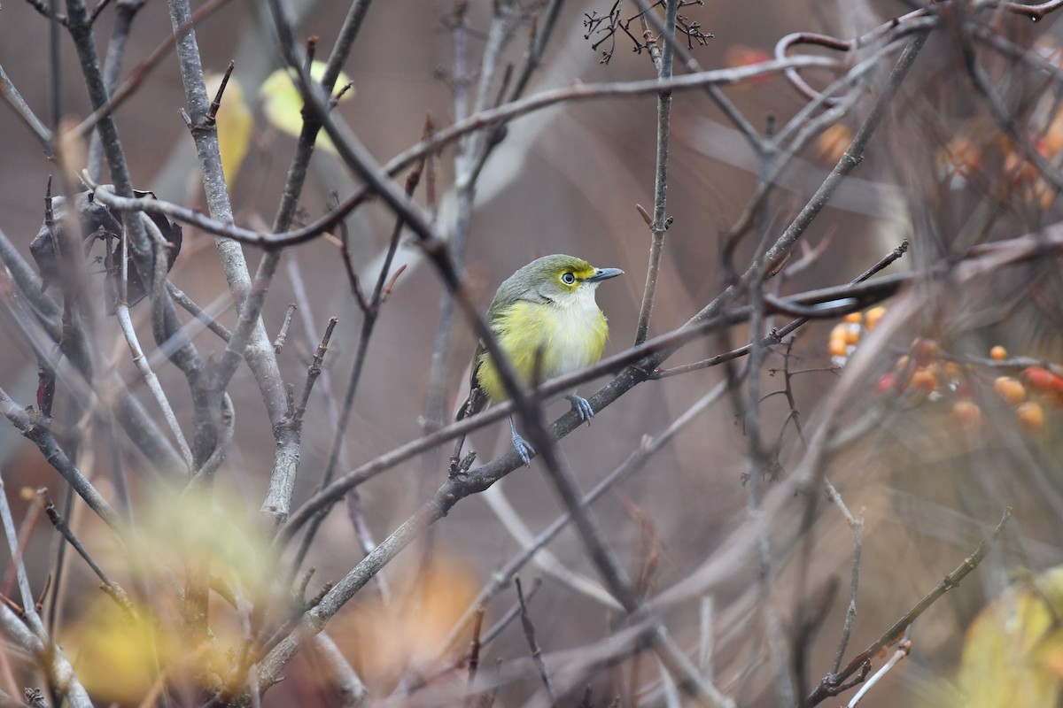 White-eyed Vireo - ML645890646