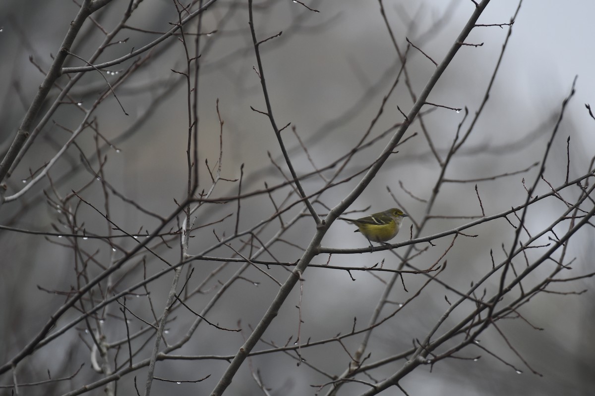 White-eyed Vireo - ML645890647