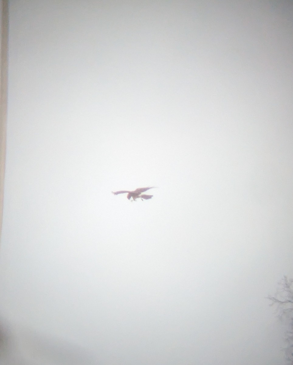 moták severoamerický - ML645890649