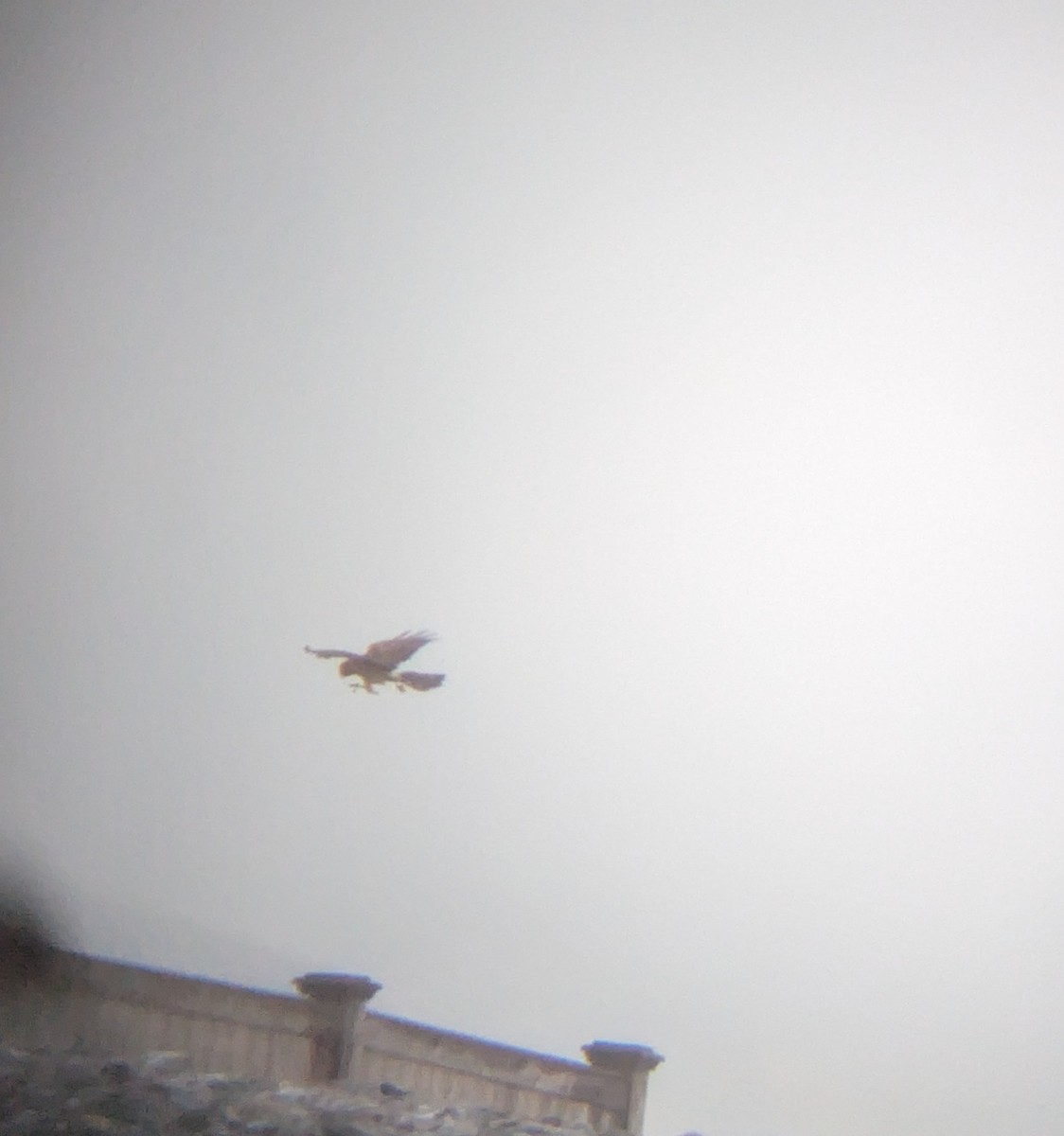 moták severoamerický - ML645890650