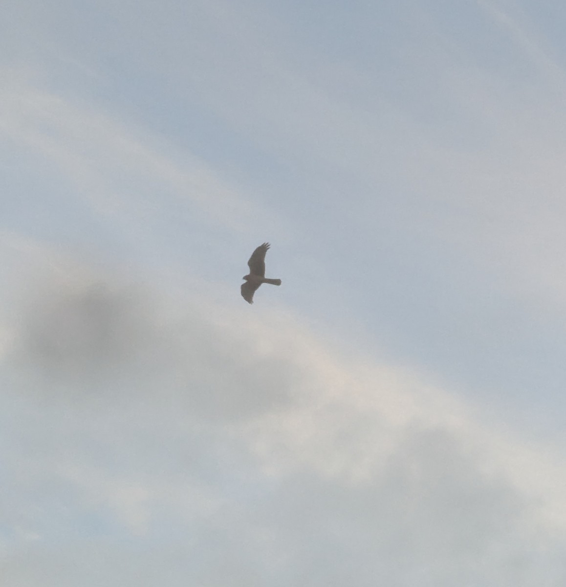 moták severoamerický - ML645890651