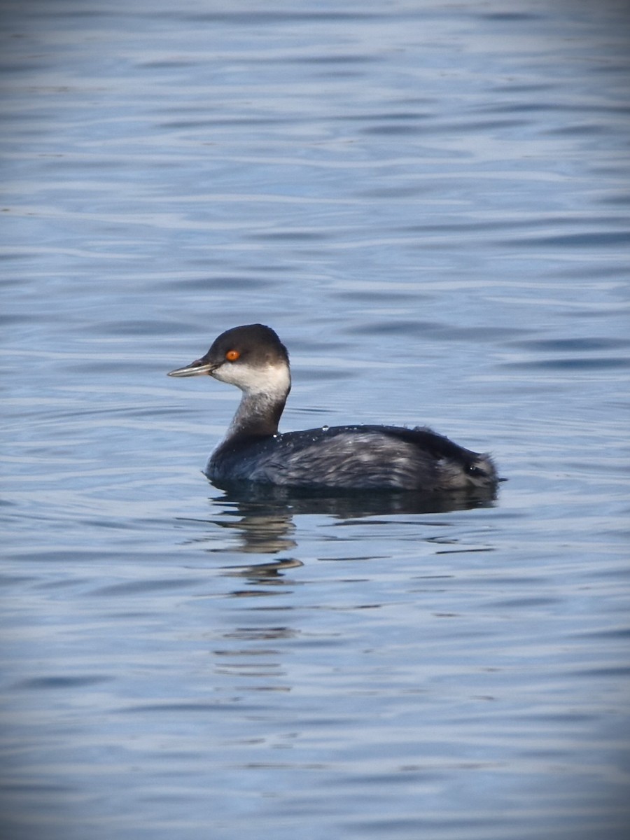 Eared Grebe - ML645890654