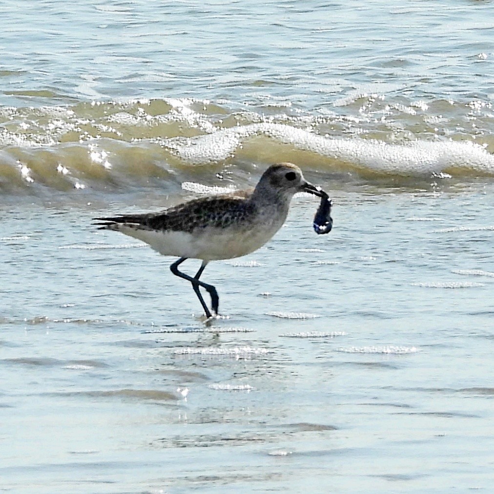 Black-bellied Plover - ML645890671