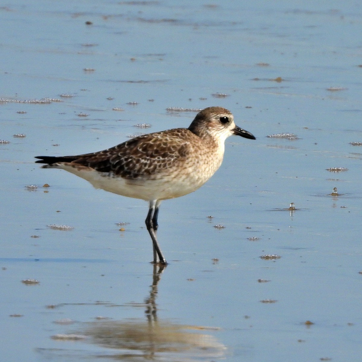 Black-bellied Plover - ML645890672