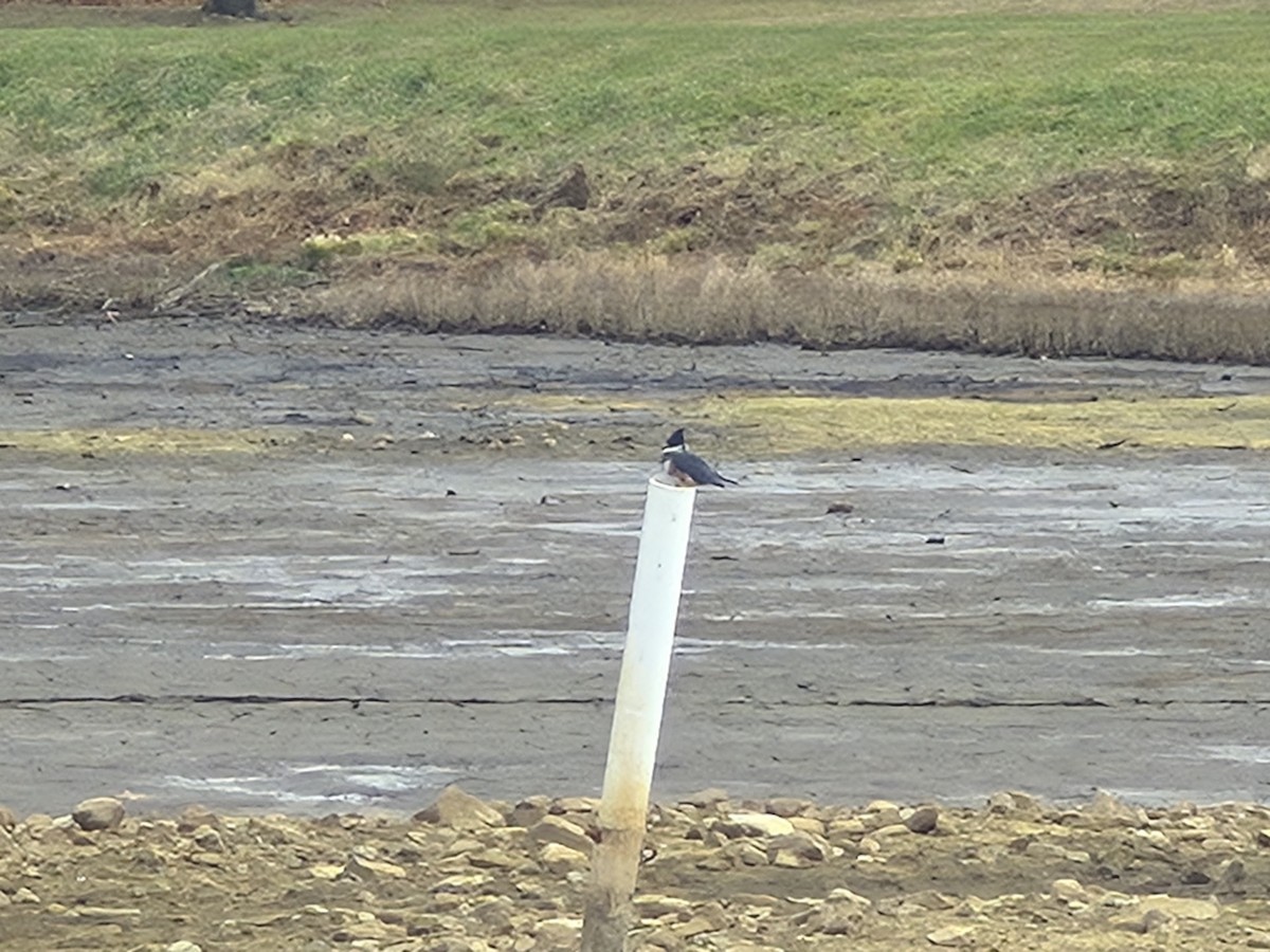 Belted Kingfisher - ML645890675