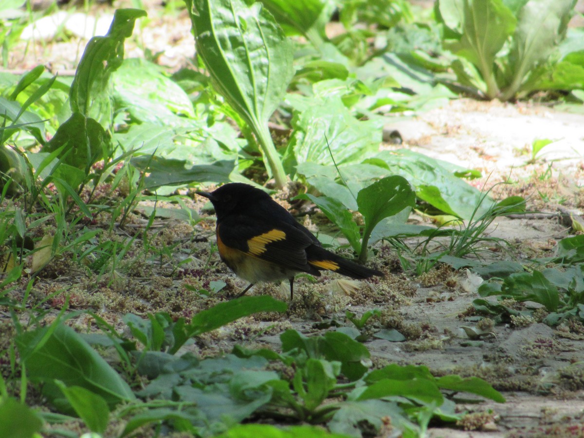 Горихвостковая древесница - ML645890676