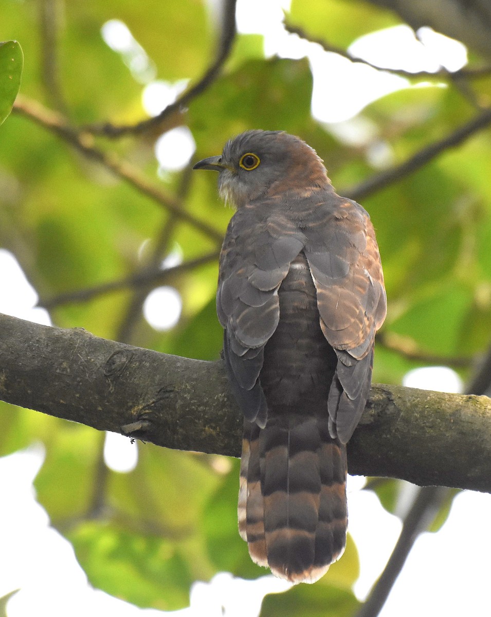 Common Hawk-Cuckoo - ML645890685