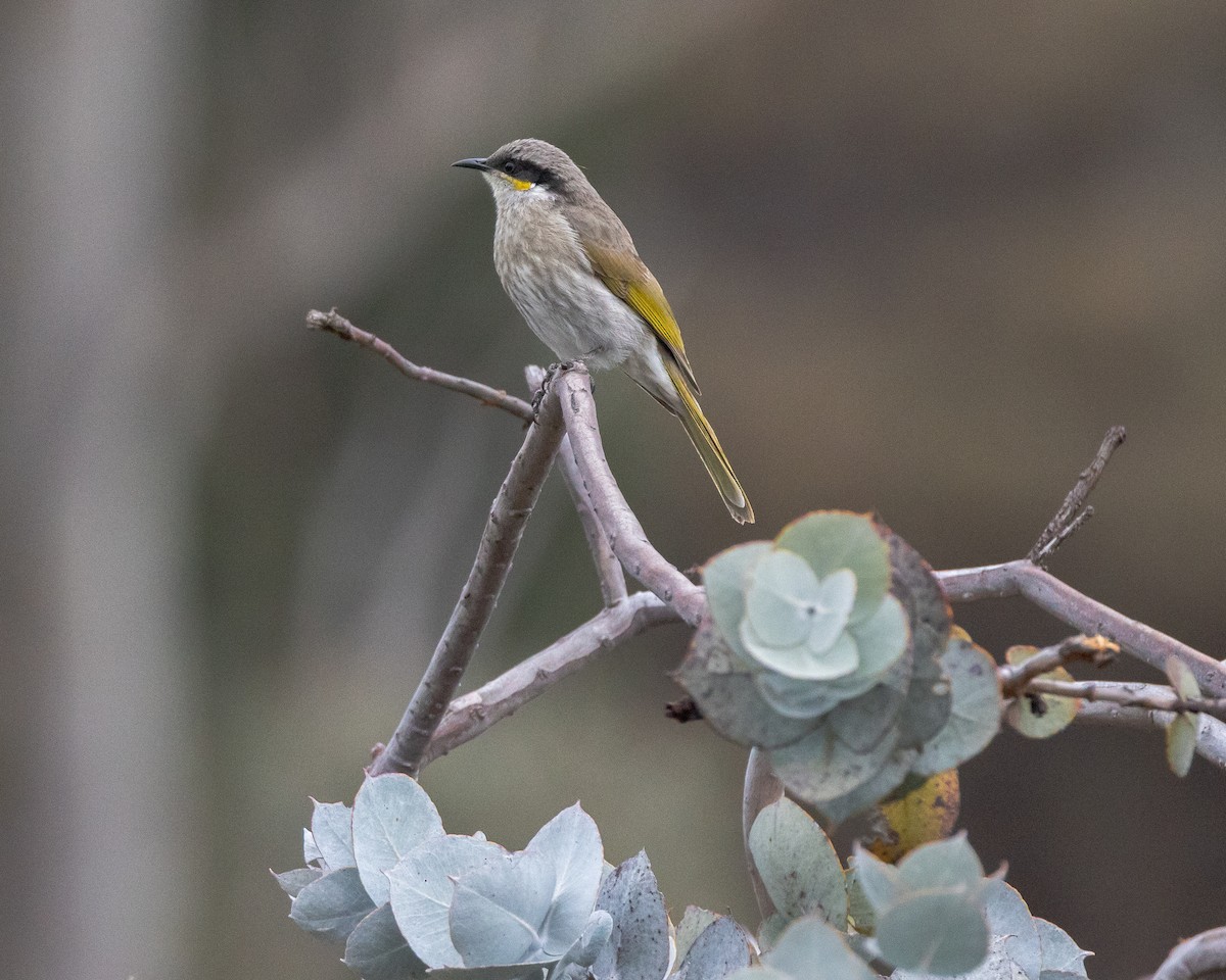 Singing Honeyeater - ML645890686