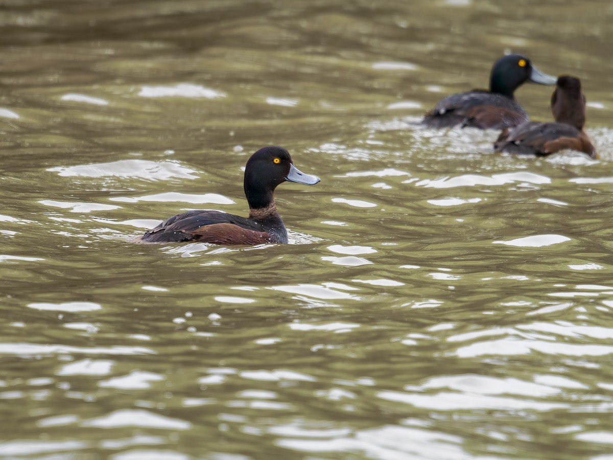 Yeni Zelanda Patkası - ML645890698
