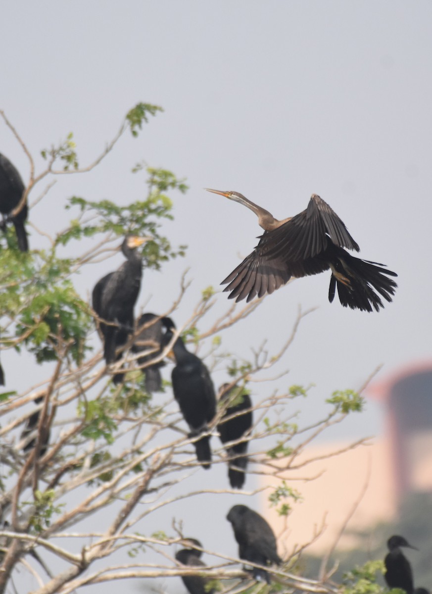 Oriental Darter - ML645890699