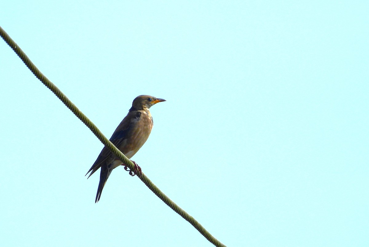 Rosy Starling - ML645890703
