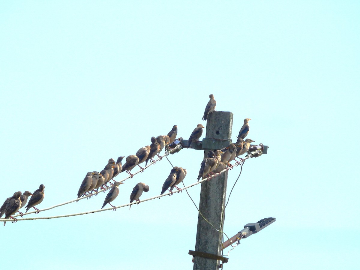 Rosy Starling - ML645890704