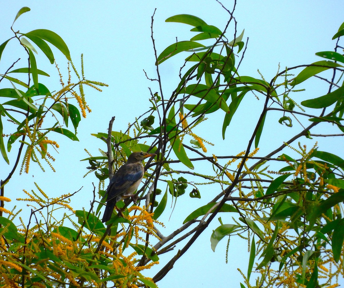 Rosy Starling - ML645890705