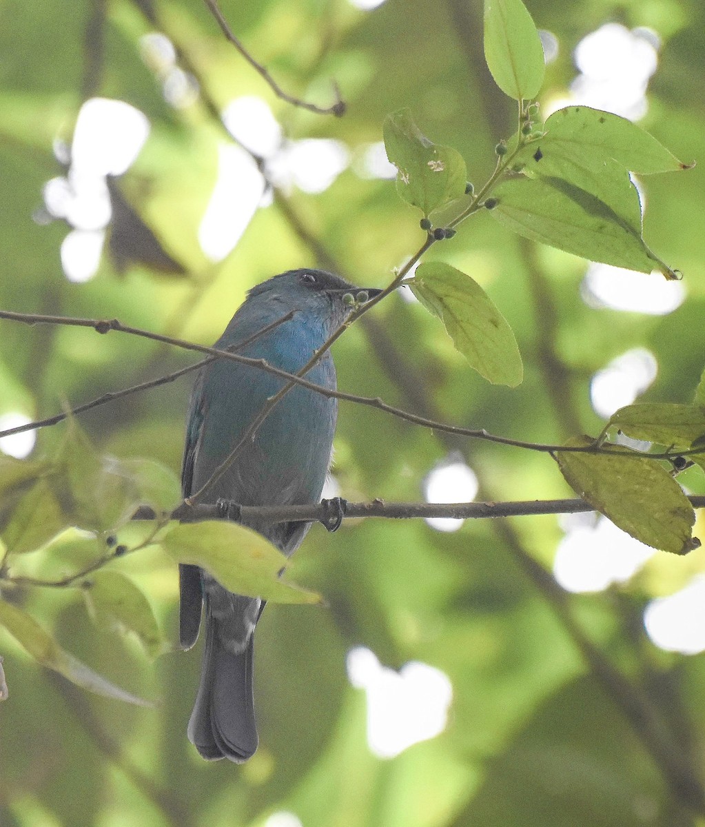 Verditer Flycatcher - ML645890706