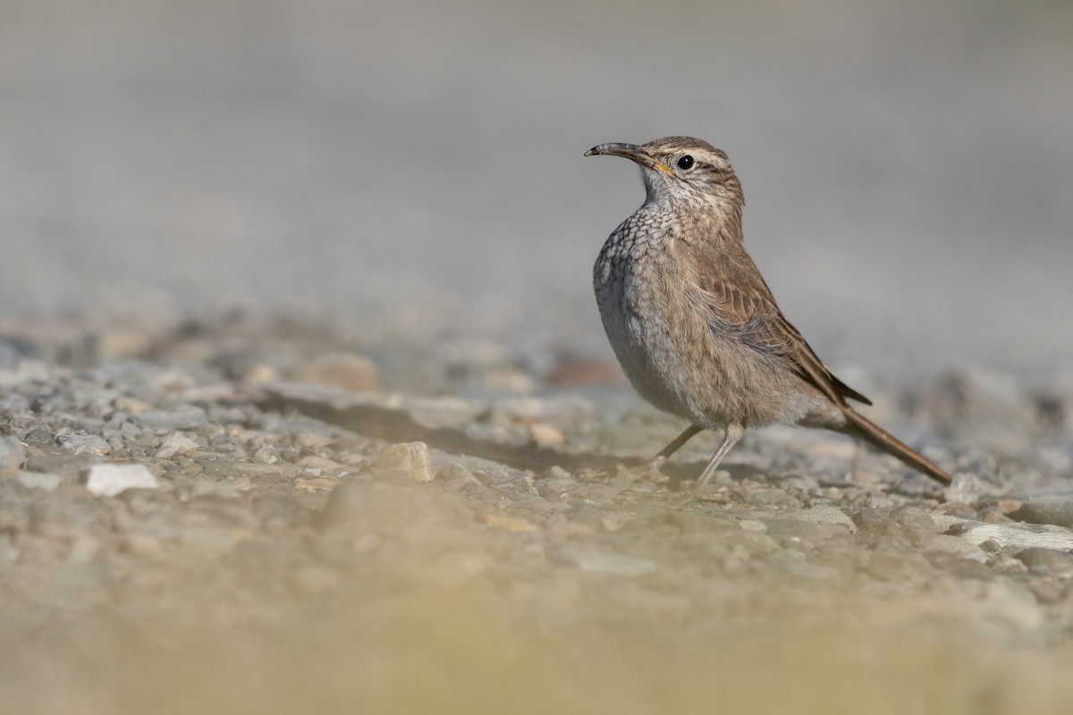 Scale-throated Earthcreeper - ML645890711