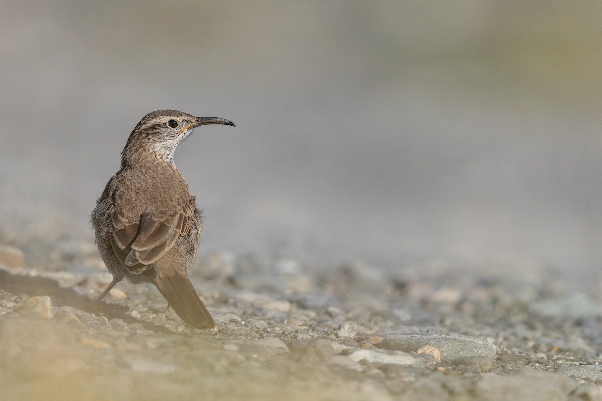 Scale-throated Earthcreeper - ML645890712
