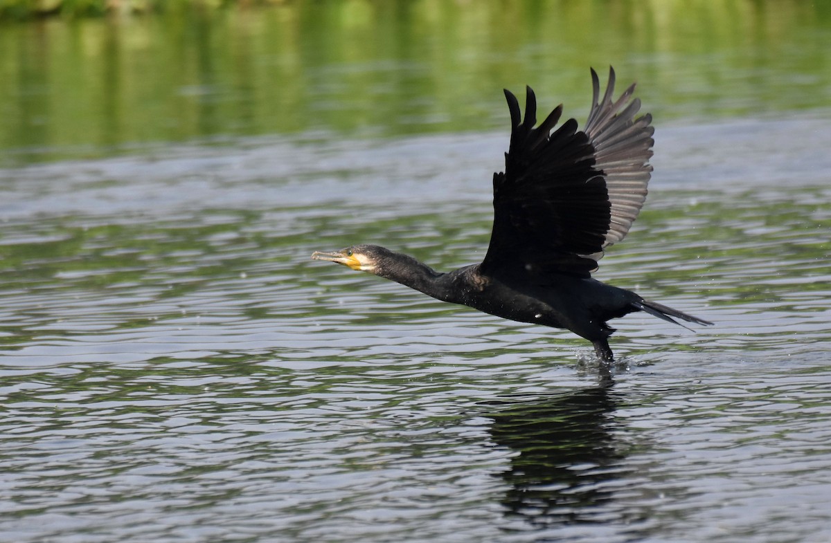 Great Cormorant - ML645890713