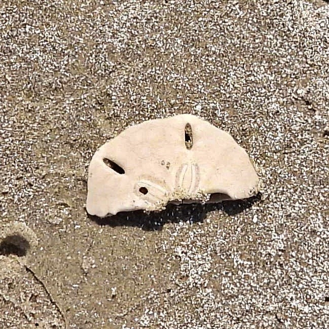 Five-slotted Sand Dollar - ML645890724