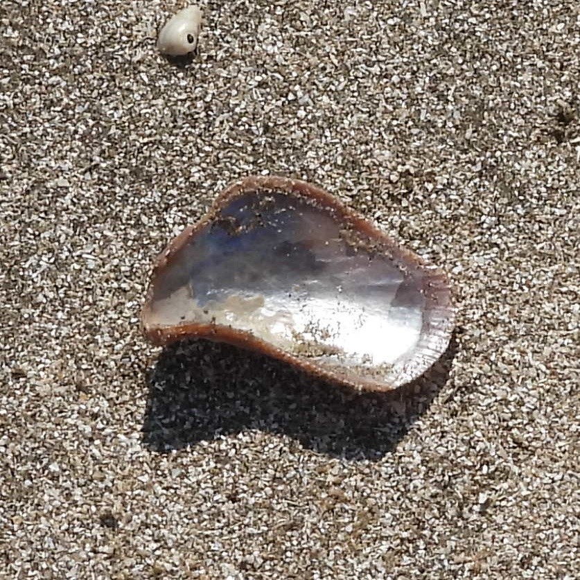 Hooked Mussel - ML645890725