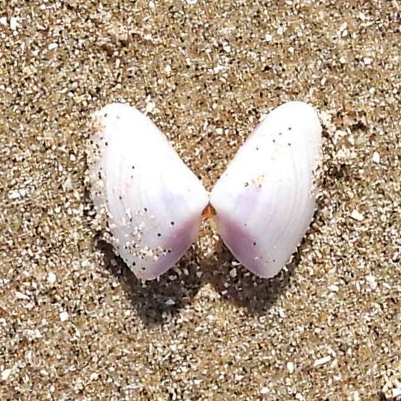 Coquina - ML645890726