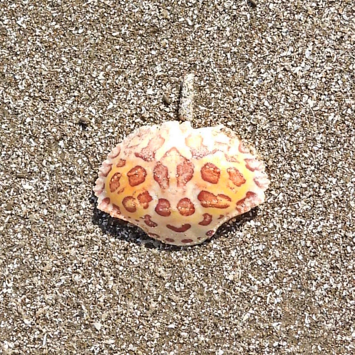 Dolly Varden Crab - ML645890727