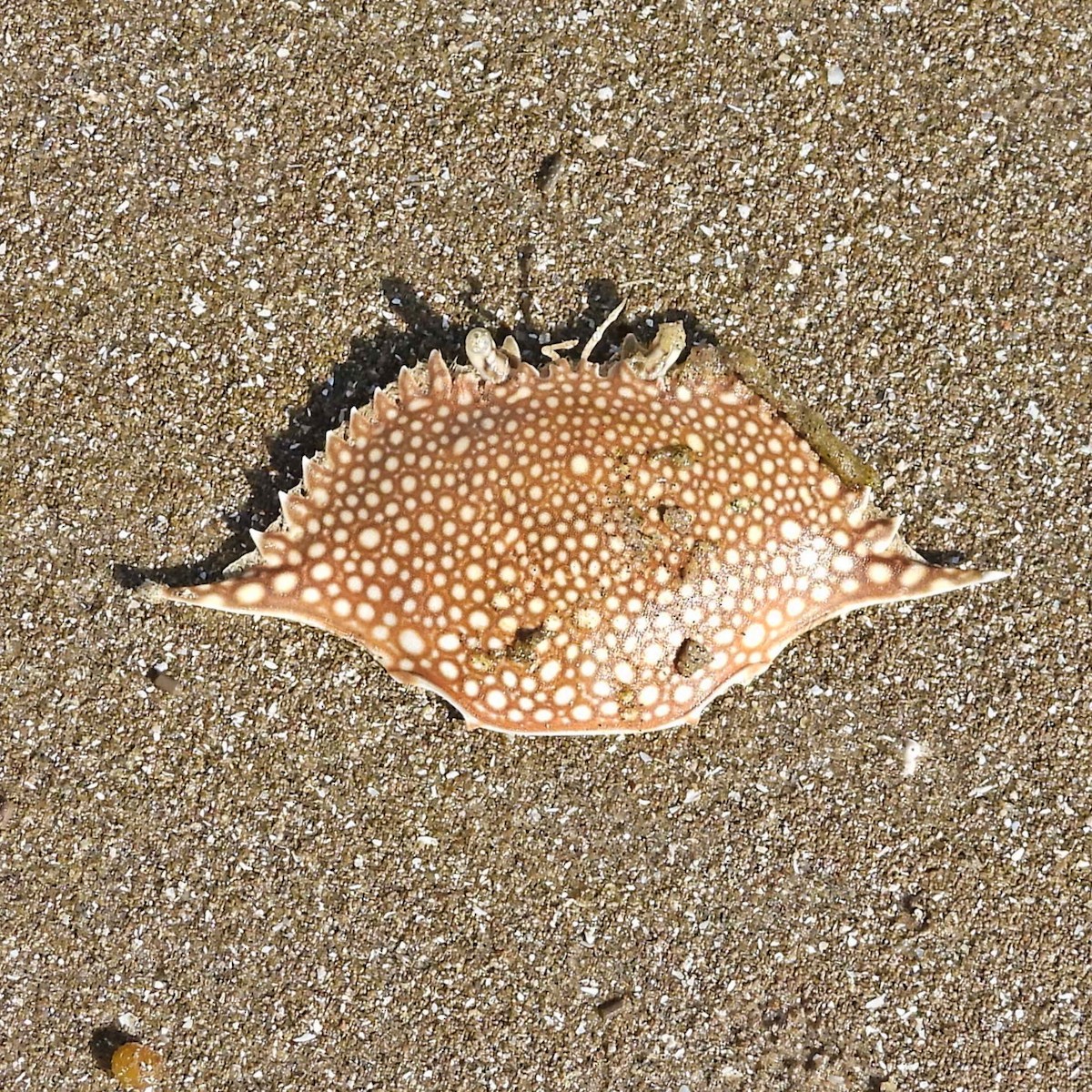 Speckled Swimming Crab - ML645890728