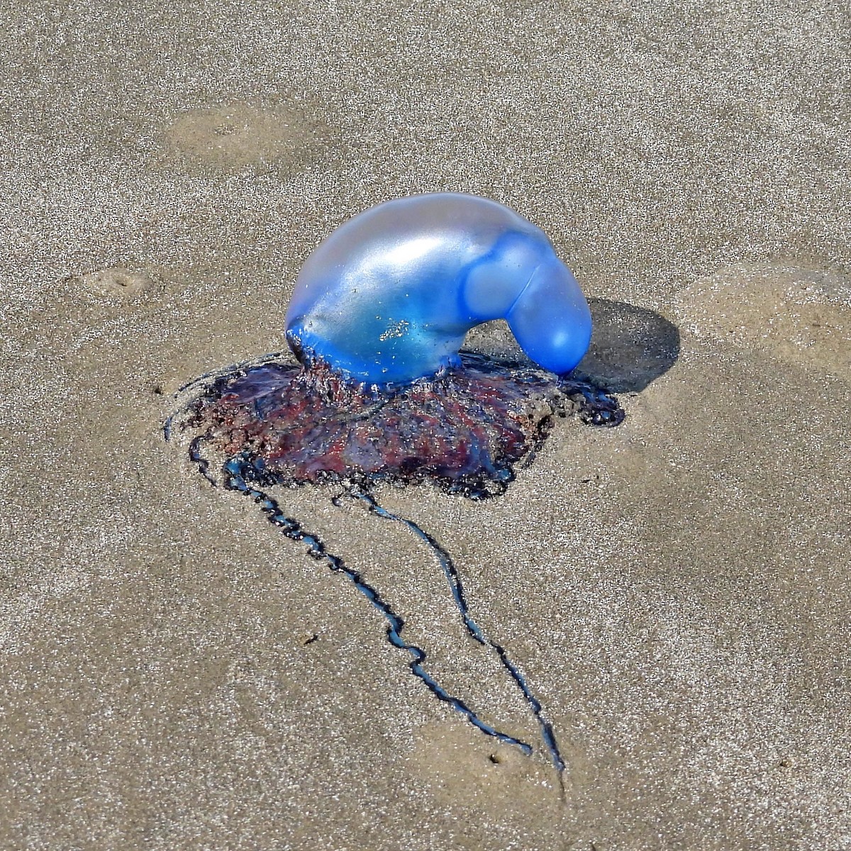 Portuguese Man o' War - ML645890729